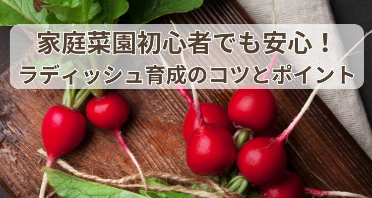 家庭菜園初心者でも安心！ラディッシュ育成のコツとポイント